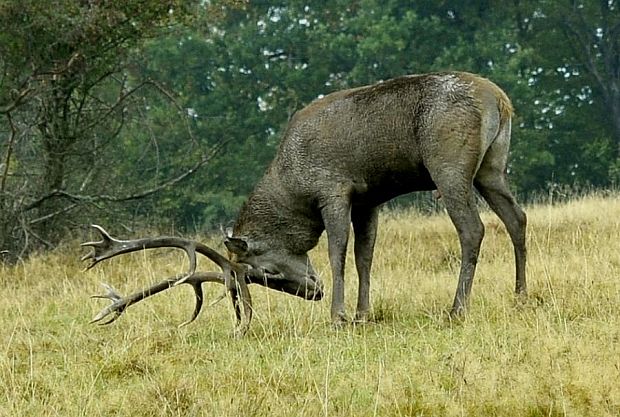 jeleň lesný Cervus elaphus