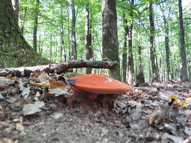 pečeňovec dubový Fistulina hepatica (Schaeff.) With.