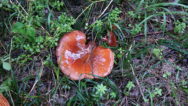 pečeňovec dubový Fistulina hepatica (Schaeff.) With.