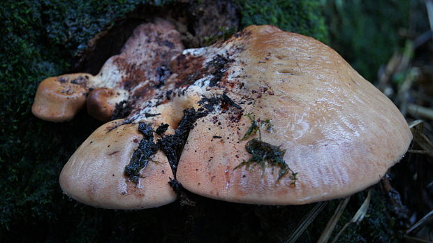 pečeňovec dubový Fistulina hepatica (Schaeff.) With.