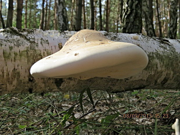 brezovník obyčajný Fomitopsis betulina (Bull.) B.K. Cui, M.L. Han & Y.C. Dai