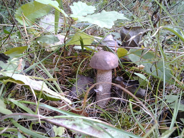 brezovník obyčajný Fomitopsis betulina (Bull.) B.K. Cui, M.L. Han & Y.C. Dai