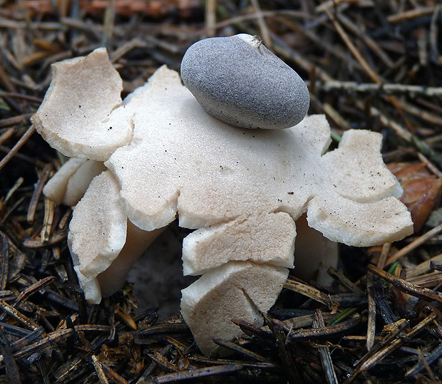 hviezdovka štvorcípová Geastrum quadrifidum DC. ex Pers.