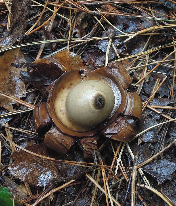 hviezdovka trojitá Geastrum triplex Jungh.