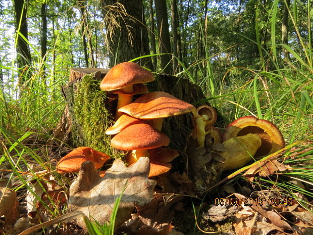 šupinovec nádherný Gymnopilus junonius (Fr.) P.D. Orton