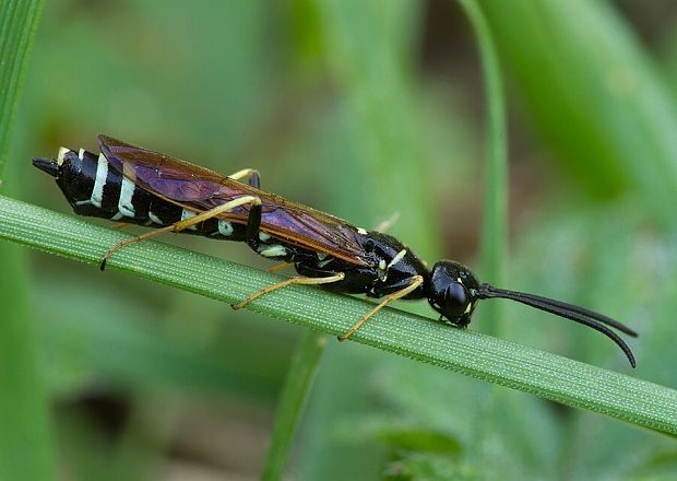 . Hartigia linearis