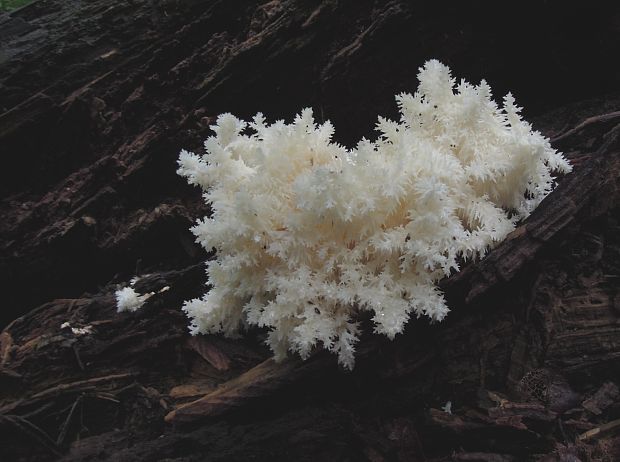 koralovec bukový Hericium coralloides (Scop.) Pers.