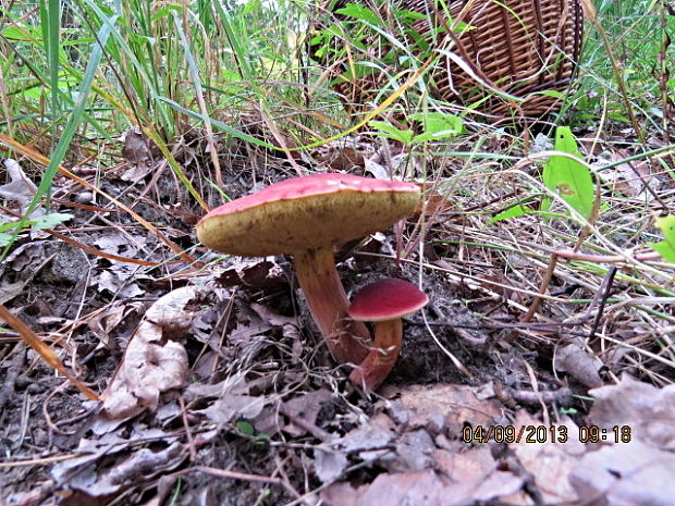 suchohríb karmínový Hortiboletus rubellus (Krombh.) Simonini, Vizzini & Gelardi