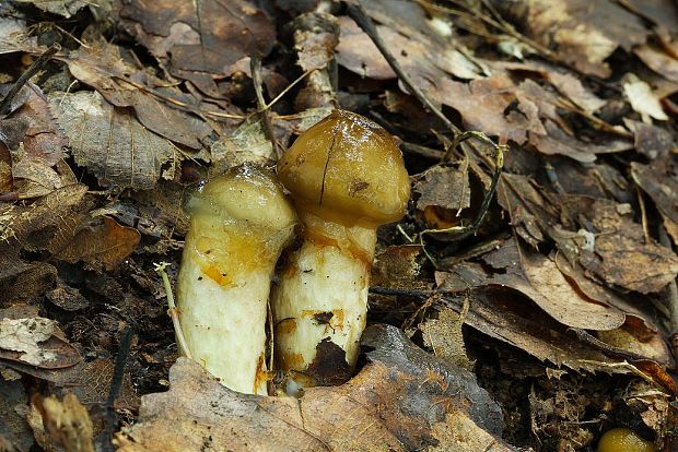 šťavnačka Persoonova Hygrophorus persoonii Arnolds