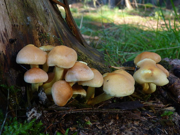 strapcovka zväzkovitá Hypholoma fasciculare (Huds.) P. Kumm.