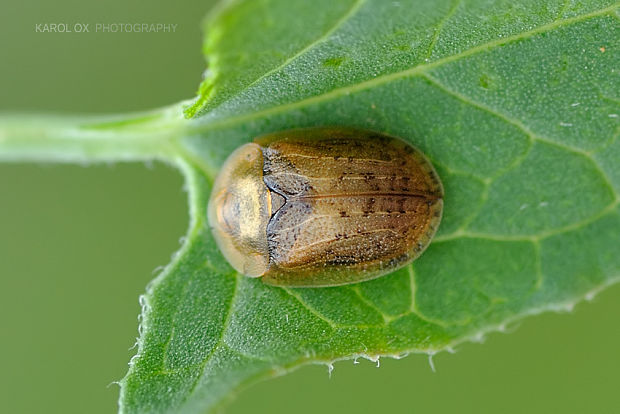 štítnatec Hypocassida subferruginea