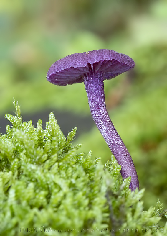 lakovka ametystová Laccaria amethystina (Huds.) Cooke