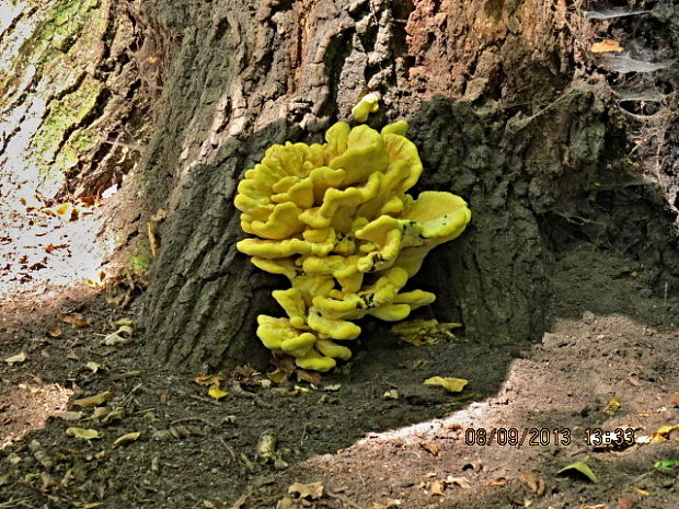 sírovec obyčajný Laetiporus sulphureus (Bull.) Murrill