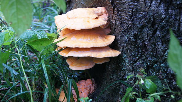 sírovec obyčajný Laetiporus sulphureus (Bull.) Murrill