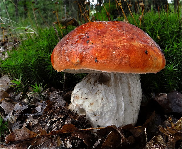 kozák dubový Leccinum aurantiacum (Bull.) Gray