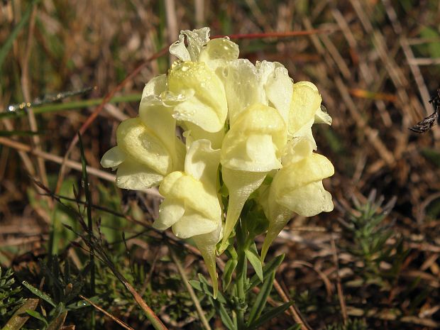 pyštek obyčajný Linaria vulgaris  Mill.