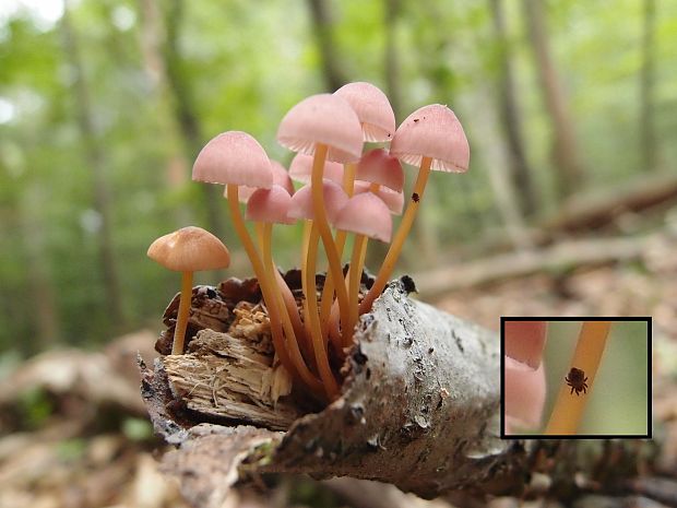 prilbička žltohlúbiková Mycena renati Quél.