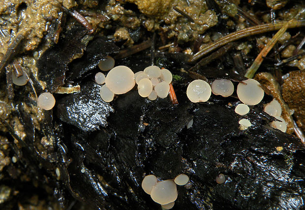 vlahovka šišková Ombrophila cf. ianthina P. Karst.