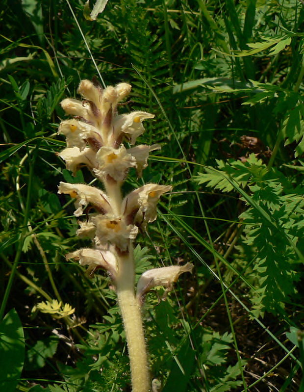 záraza alsaská Orobanche alsatica Kirschl.