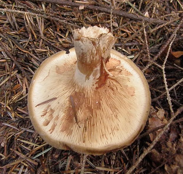 čechračka podvinutá Paxillus involutus (Batsch) Fr.