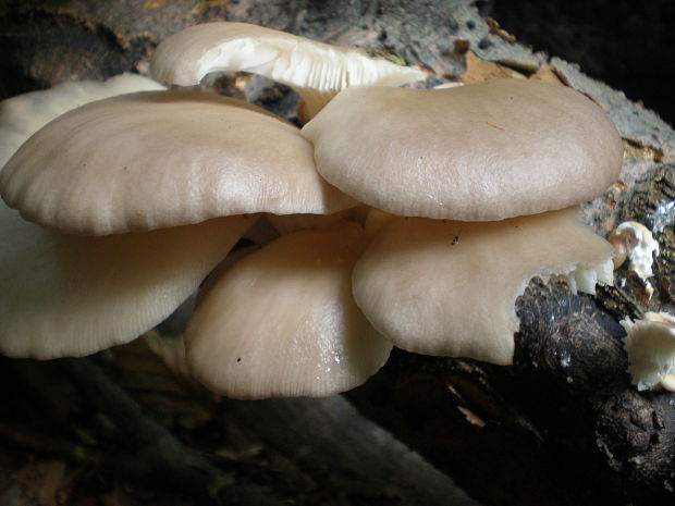 hliva ustricovitá/ hlíva ústřičná Pleurotus ostreatus (Jacq.) P. Kumm.