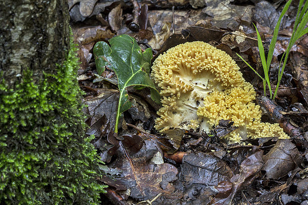 strapačka Ramaria sp.