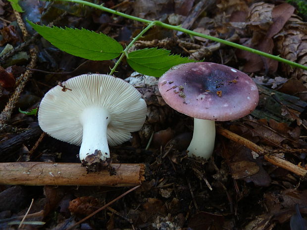 plávka krehká Russula fragilis Fr.