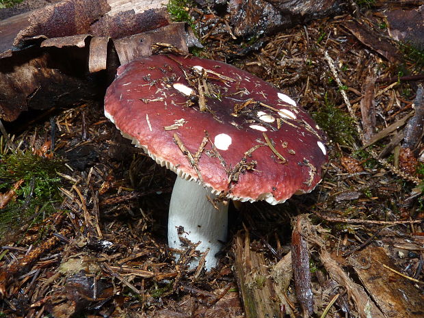 plávka Russula sp.