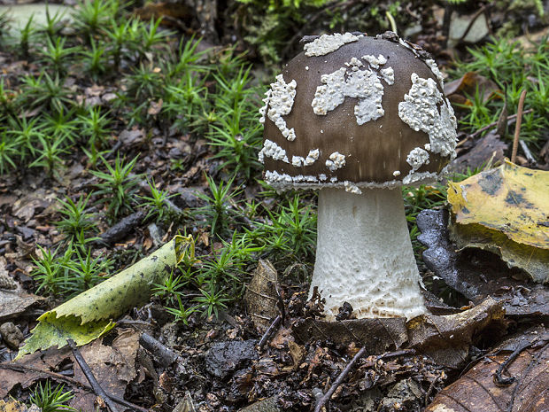 muchotrávka hrubá Amanita excelsa (Fr.) Bertill.