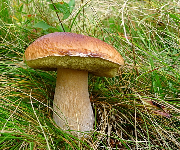 hríb smrekový Boletus edulis Bull.