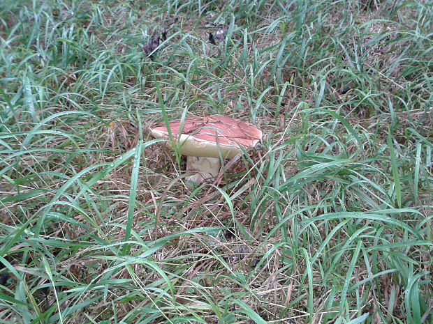 hríb smrekový Boletus edulis Bull.