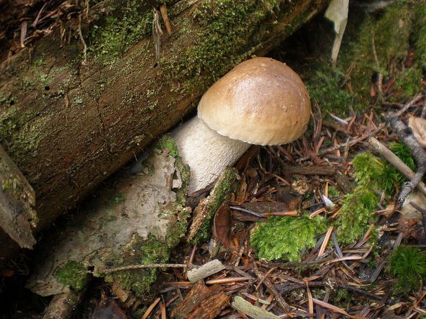 hríb smrekový Boletus edulis Bull.