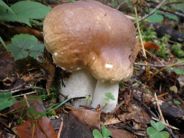 hríb smrekový Boletus edulis Bull.