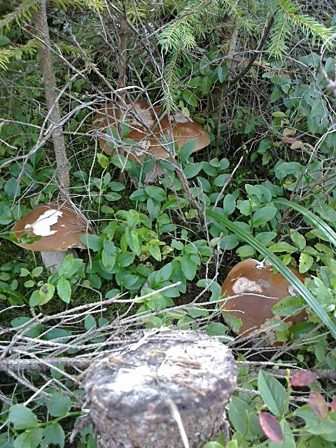 hríb smrekový Boletus edulis Bull.