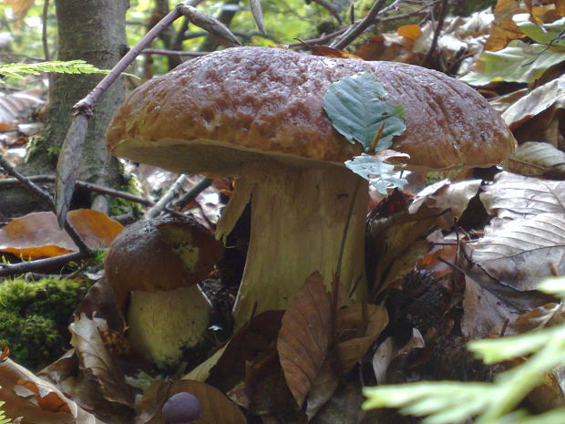 hríb smrekový Boletus edulis Bull.