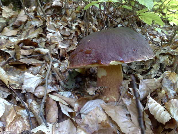 hríb Boletus sp.