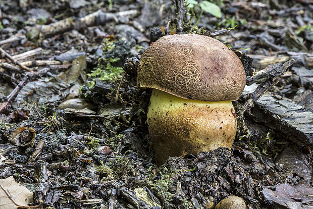 hríb príveskatý Butyriboletus appendiculatus (Schaeff. ex Fr.) Secr.