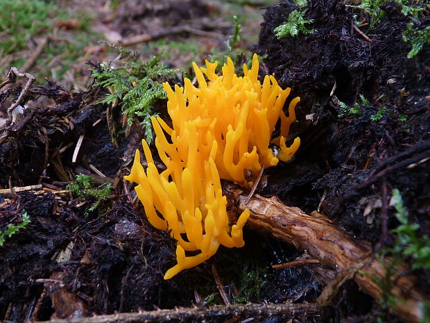 parôžkovec lepkavý Calocera viscosa (Pers.) Fr.