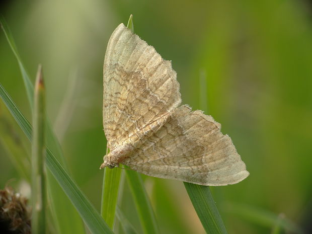 piadivka žihľavová/píďalka kopřivová Camptogramma bilineata Linnaeus, 1758