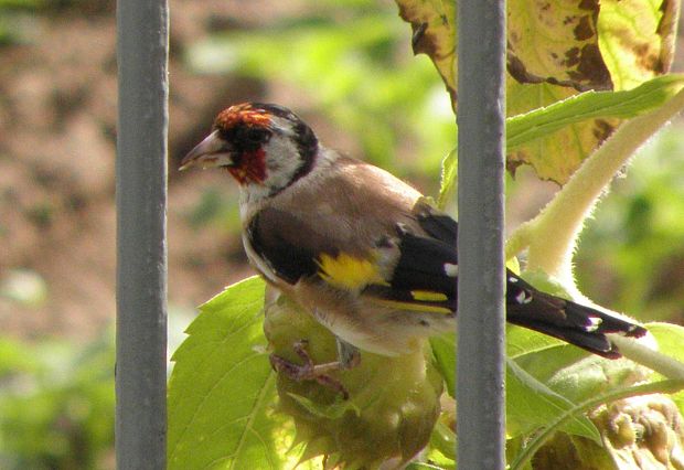 stehlík pestrý Carduelis carduelis