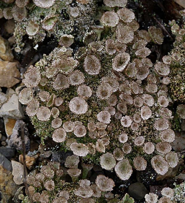 dutohlávka pohárikovitá Cladonia pyxidata (L.) Hoffm.