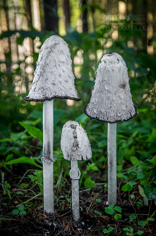 hnojník obyčajný Coprinus comatus (O.F. Müll.) Pers.