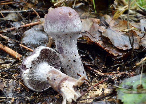 pavučinovec Cortinarius sp.