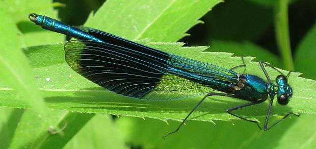 važka Emerald