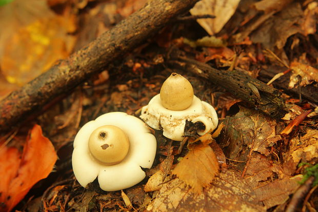 hviezdovka strapkatá Geastrum fimbriatum Fr.