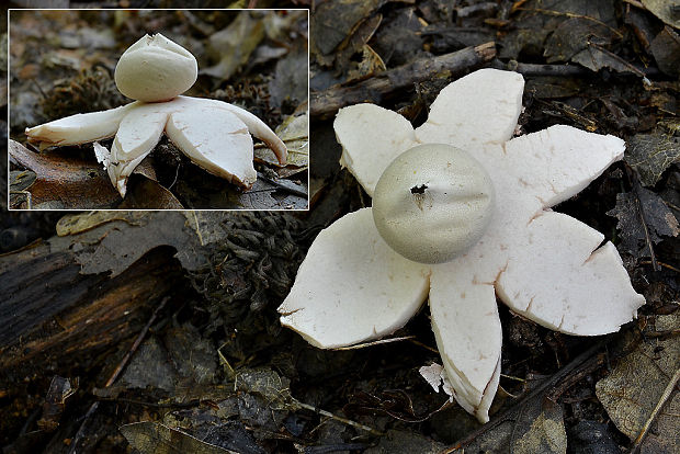 hviezdovka červenkastá Geastrum rufescens Pers.