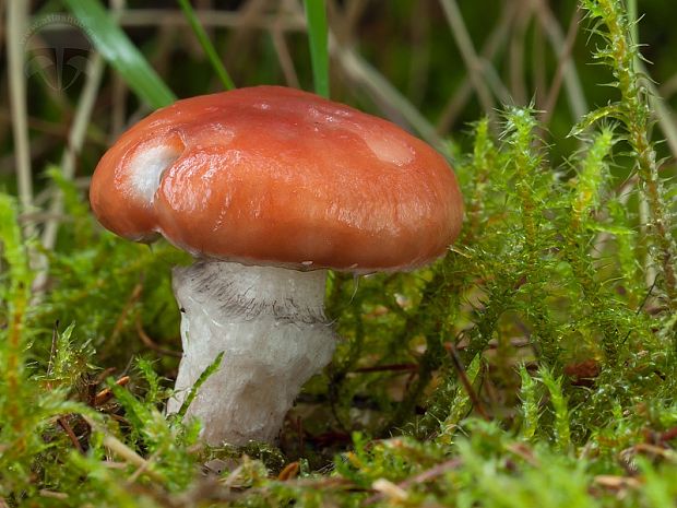 sliziak ružový Gomphidius roseus (Fr.) Oudem.