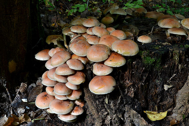 strapcovka tehlovočervená Hypholoma lateritium (Schaeff.) P. Kumm.