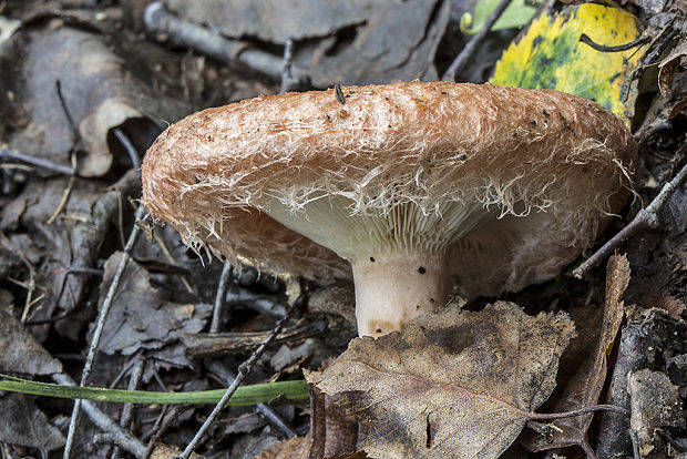 rýdzik kravský Lactarius torminosus (Schaeff.) Gray