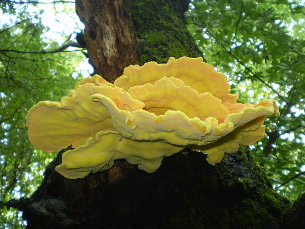 sírovec obyčajný Laetiporus sulphureus (Bull.) Murrill